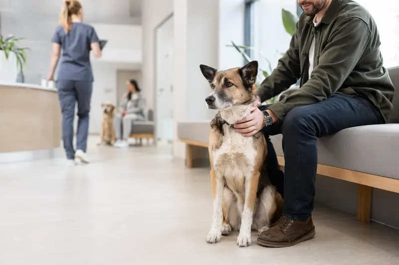 Hokkaido Hund sitzt ruhig neben seinem Besitzer im hellen Wartezimmer einer Tierarztpraxis.